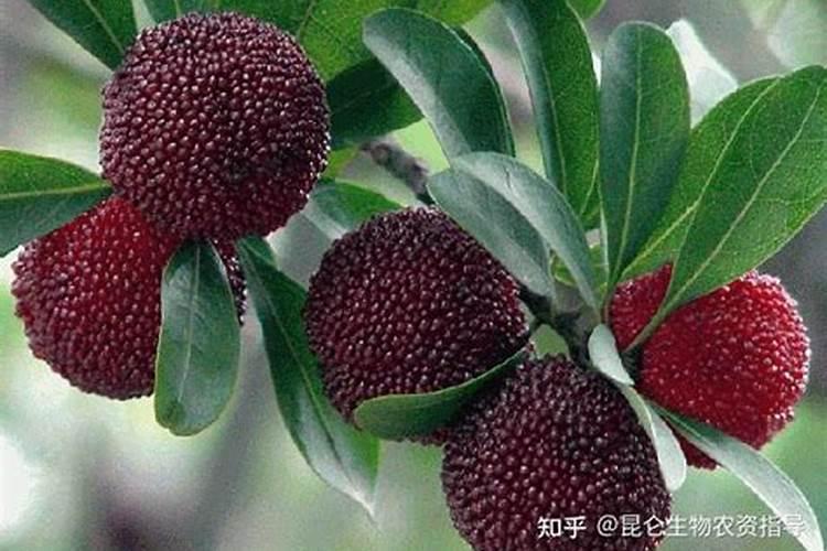 杨梅膨果肥用什么肥最好(杨梅膨果期施什么肥料又大又甜)