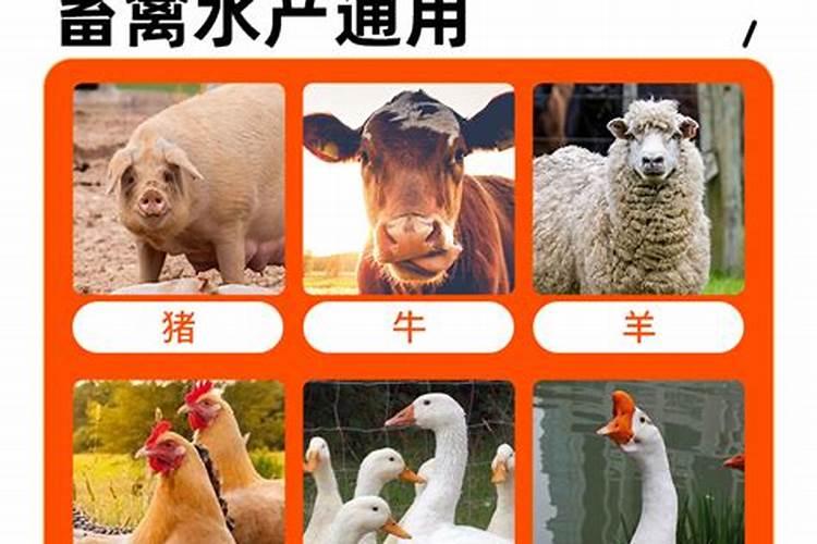玉米出穗能打叶面肥吗