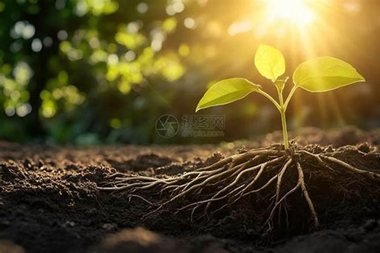 促进植物生根的肥料是钾肥还是磷肥