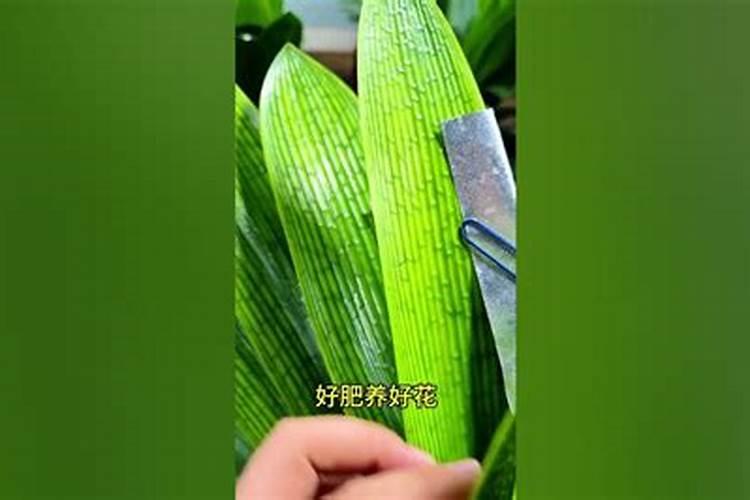 麻籽如何用在君子兰上