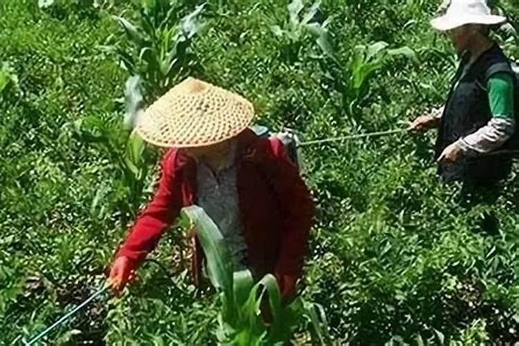 醋做叶面肥的比例和效果如何？