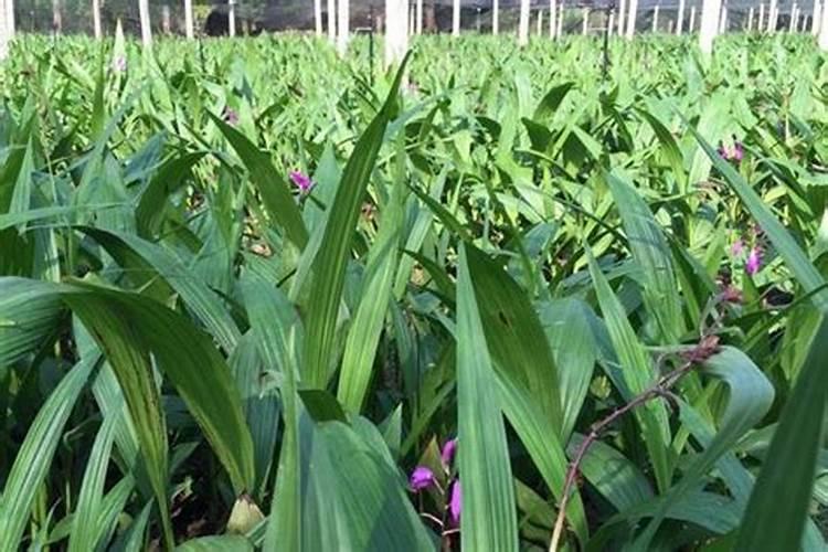 白芨施肥时间在什么时候 施肥技巧总结