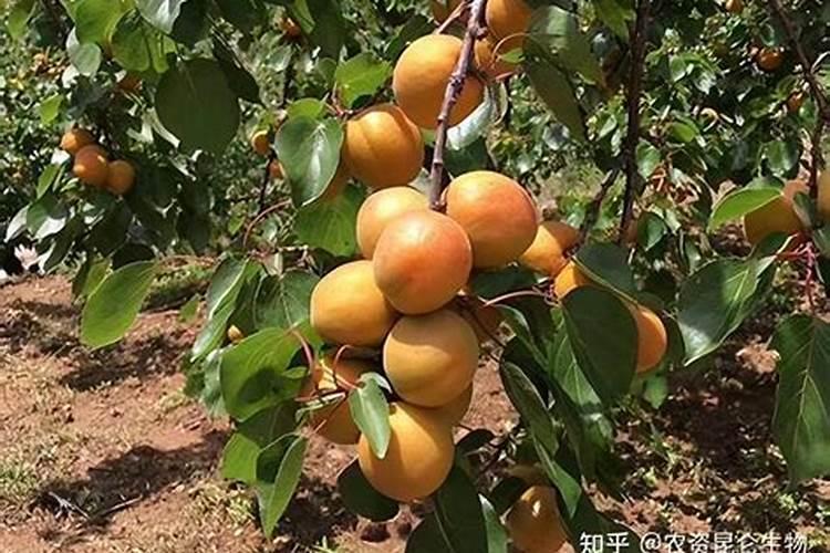 怎么让杏子快速变熟变甜