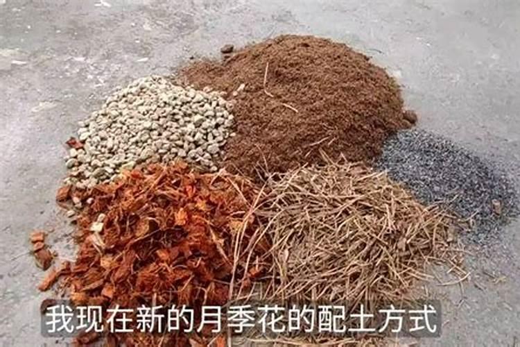 夏天家里如何养月季 夏天家里怎么养月季