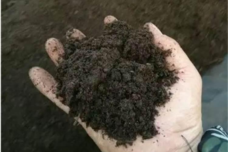 铜钱草的养殖方法和注意事项