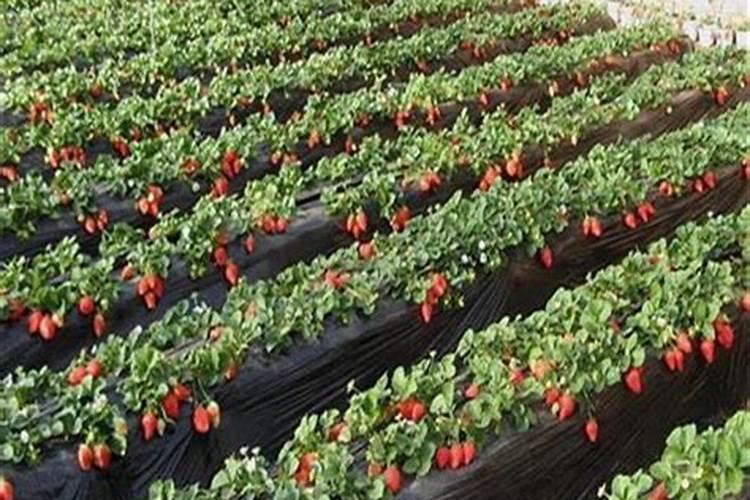 阳台草莓用什么肥料最好