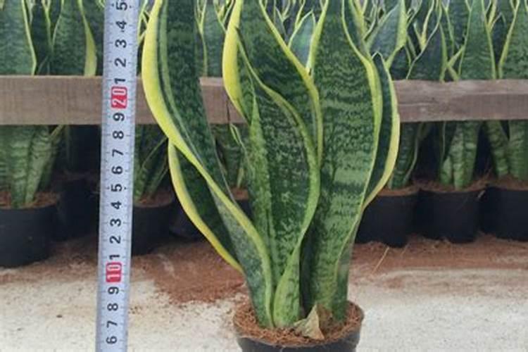 青叶虎皮兰养殖方法 青叶虎皮兰怎么养殖
