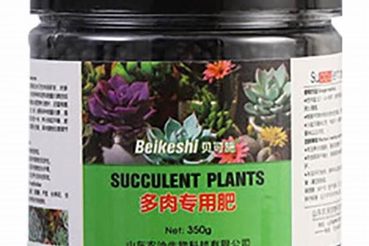 怎样养多肉才能又肥又厚