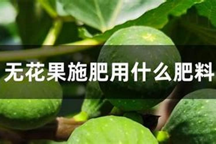 无花果施肥的正确方法