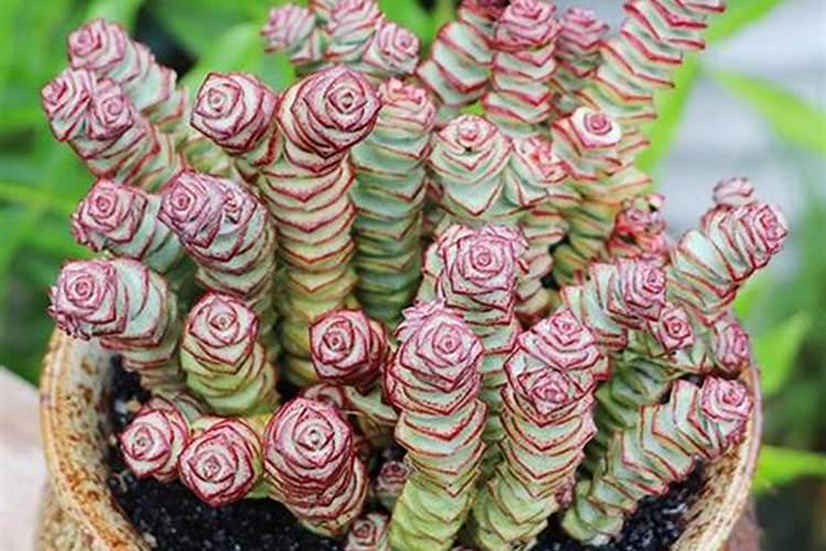 多肉植物钱串子怎么养才长得好 多肉植物钱串子如何养才长得好