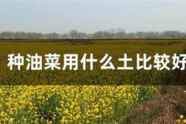 植物被冻坏了怎么办 植物冬季为什么需要保暖
