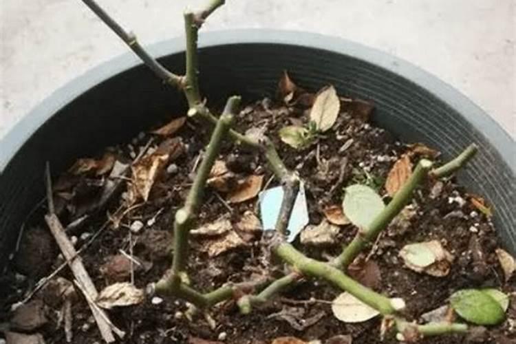 月季花施什么肥料好
