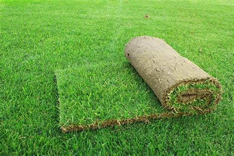 如何正确养好草皮？