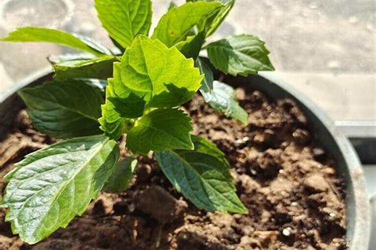 绣球花怎么养护