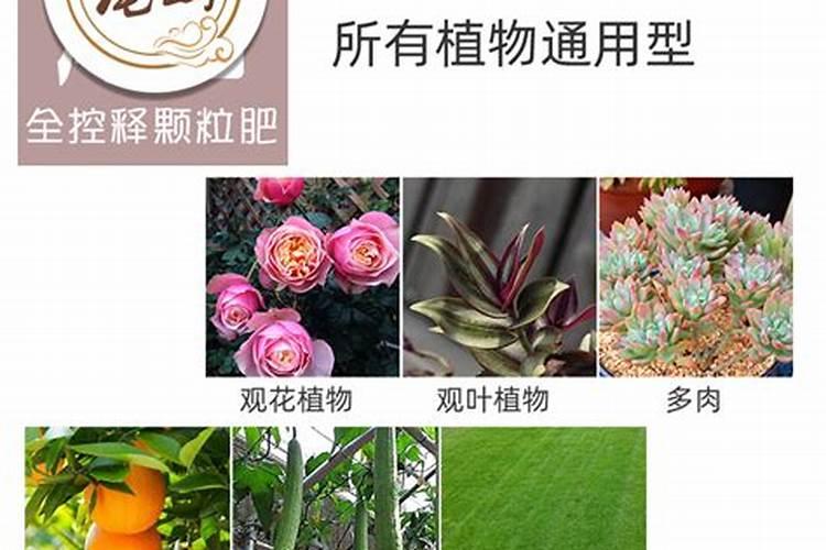 月季底肥放什么肥好(底肥施用方法)