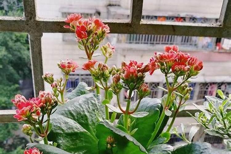 长寿花施肥的方法？
