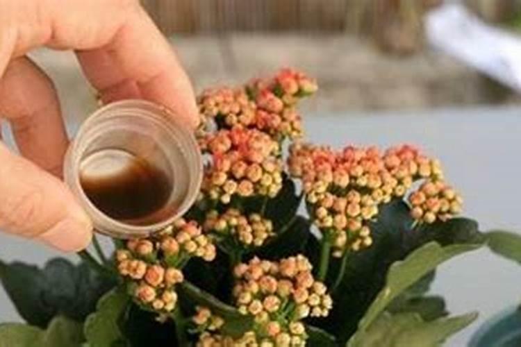 长寿花植物怎么养殖(花卉长寿花的栽培技术)