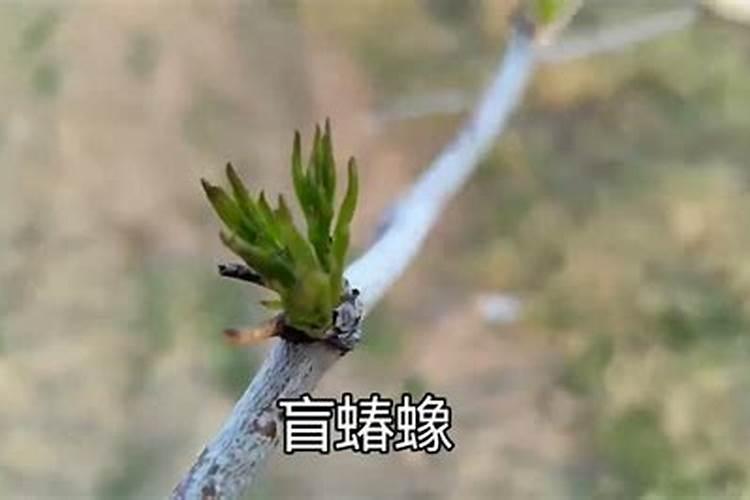 枣树施什么肥最好