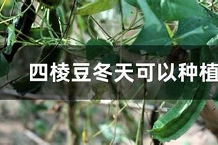 在冬季给葡萄树施肥,选择什么肥料恰当