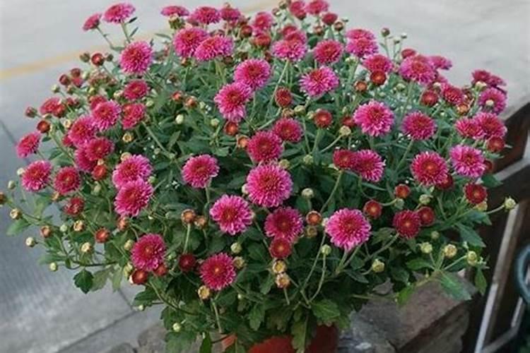 千头菊花苞打不开就蔫