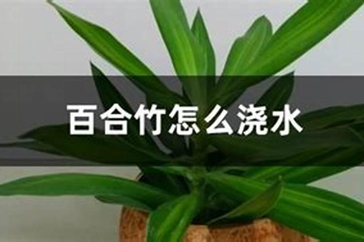 百合竹怎么施肥,春季间隔巧施肥
