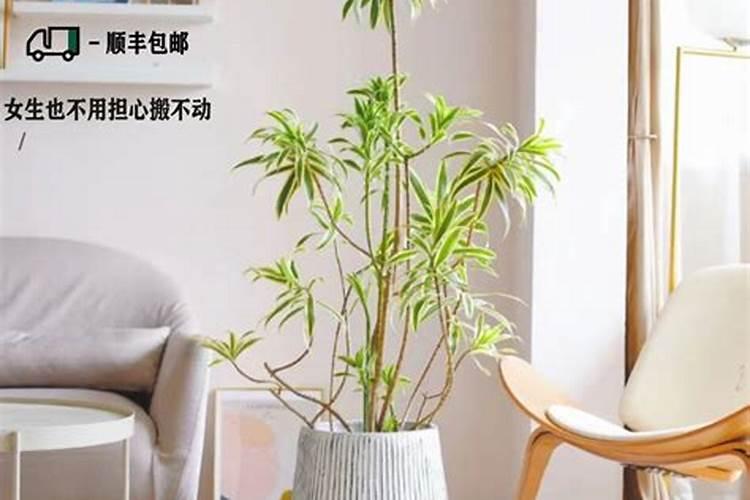 百合竹怎么施肥