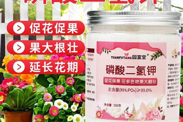 茉莉花可以用磷酸二氢钾吗