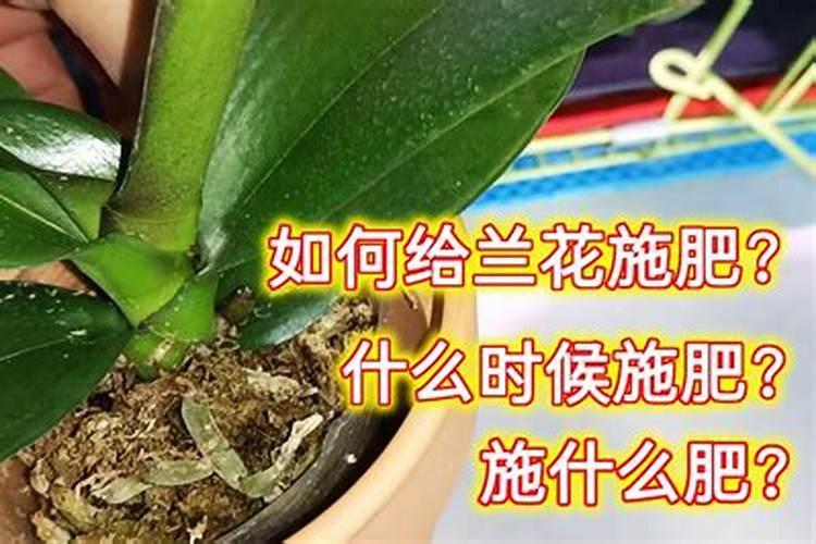 兰花喷什么叶面肥最好(兰花叶面肥喷施注意事项)