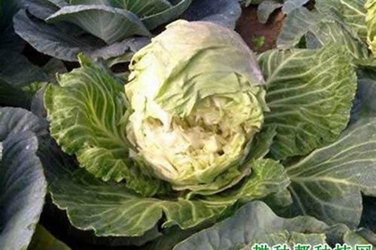 自家庭院种植的甘蓝发现裂球的现象,原因是什么呢？