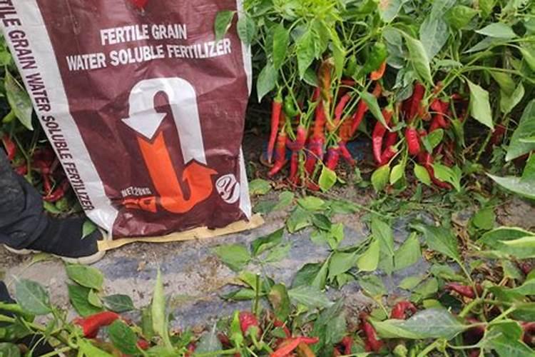攀枝花辣椒施肥时间