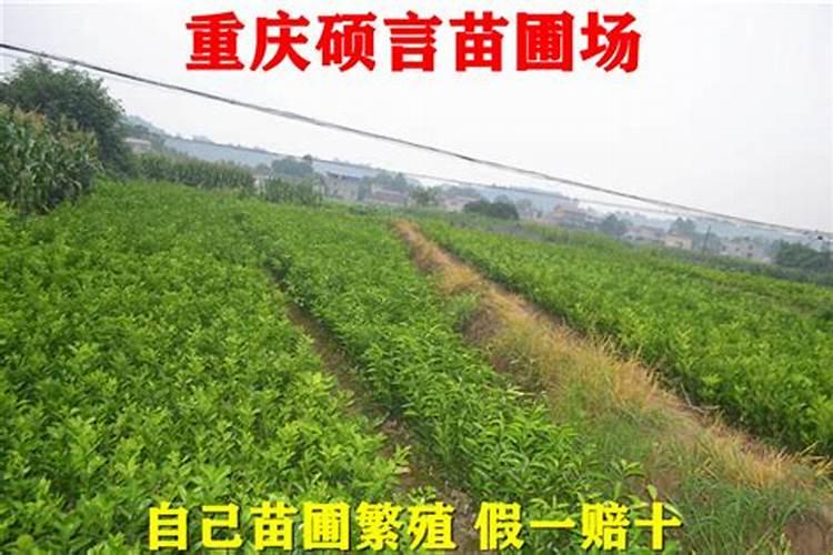 果树上什么肥料最好 果树专用肥有哪几种