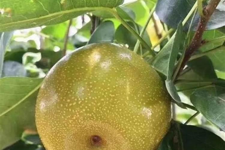 腐植酸叶面肥的具体作用是什么？什么时候用效果最好？