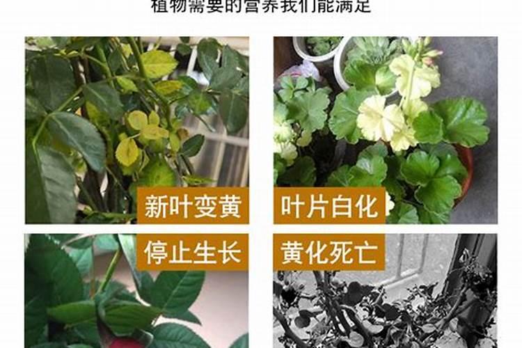铁肥对植物的作用