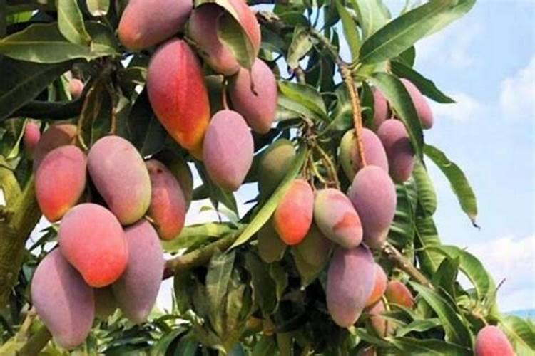 施硼施钾在果树上什么时候最好？