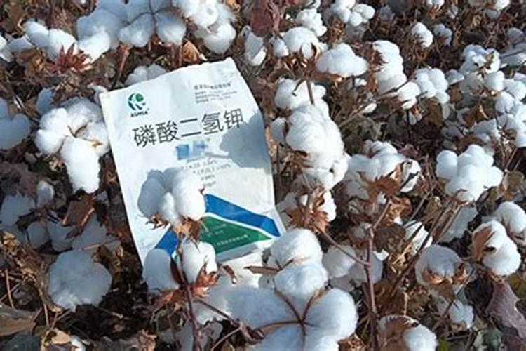 棉花后期需要什么肥料