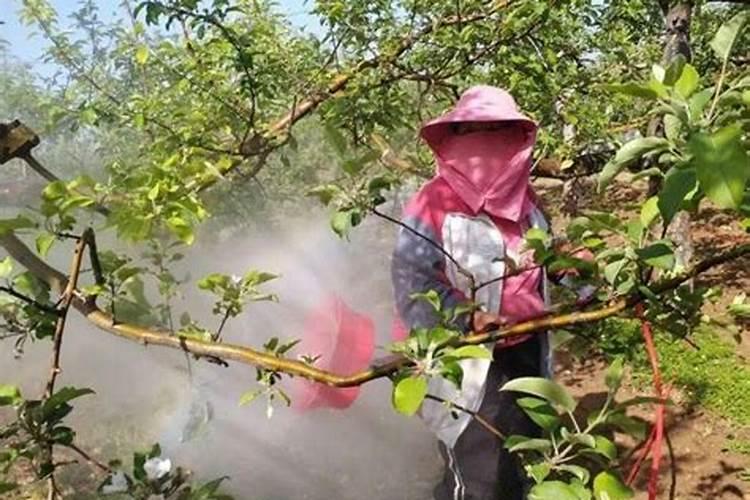 果树怎么施肥 刚种的果树可以施肥吗