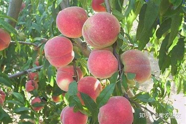 果树氮过剩会出现哪些症状？