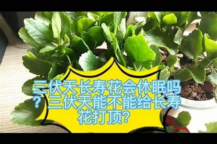 长寿花三伏天半死不活如何恢复活力
