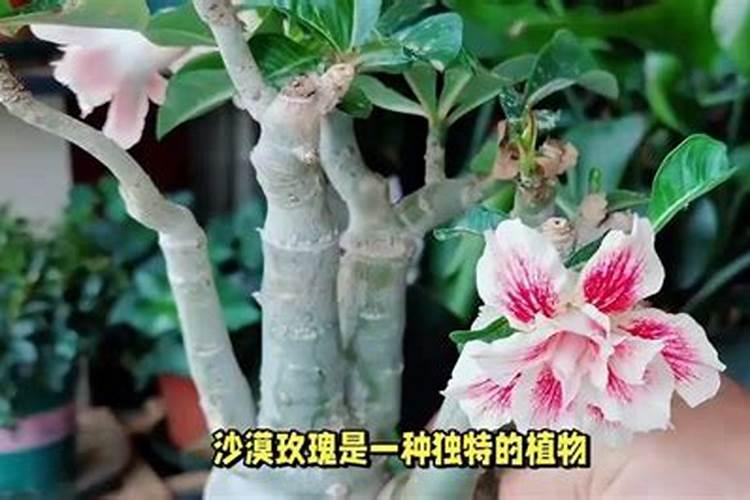沙漠玫瑰黄叶是什么原因造成的