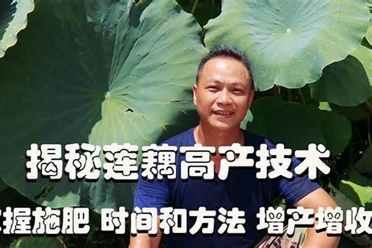 莲藕忌什么复合肥 怎么施肥产量高