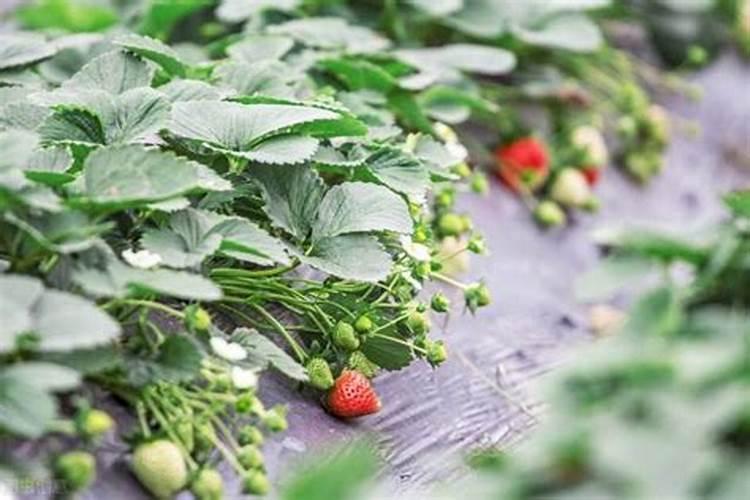 玉米底肥一次性施肥 氮磷钾 各用多少？