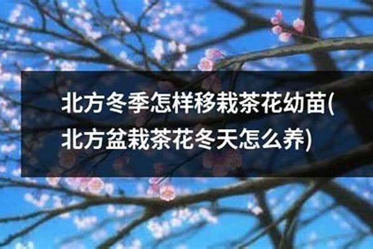柑橘开花对药物比较敏感,哪些药剂不宜使用呢？