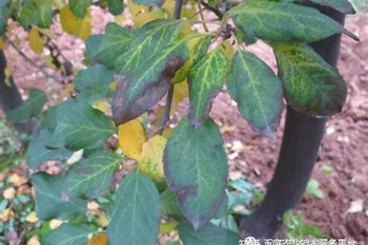 果树叶子发黄受药害怎么办