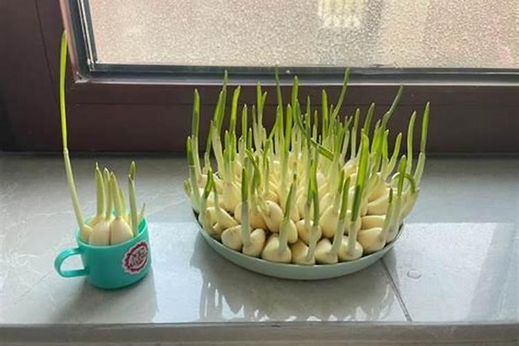大蒜膨大期用什么肥料
