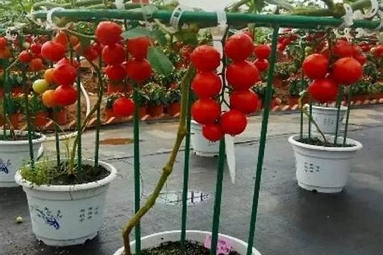 番茄苗怎么种植