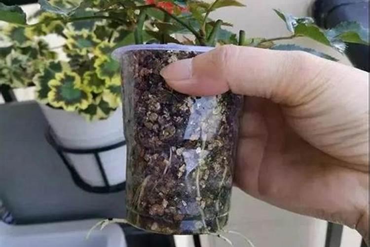 月季小苗怎么养长得快？