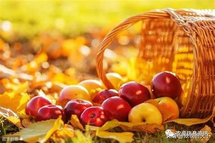 菠萝蜜种植后用什么肥料