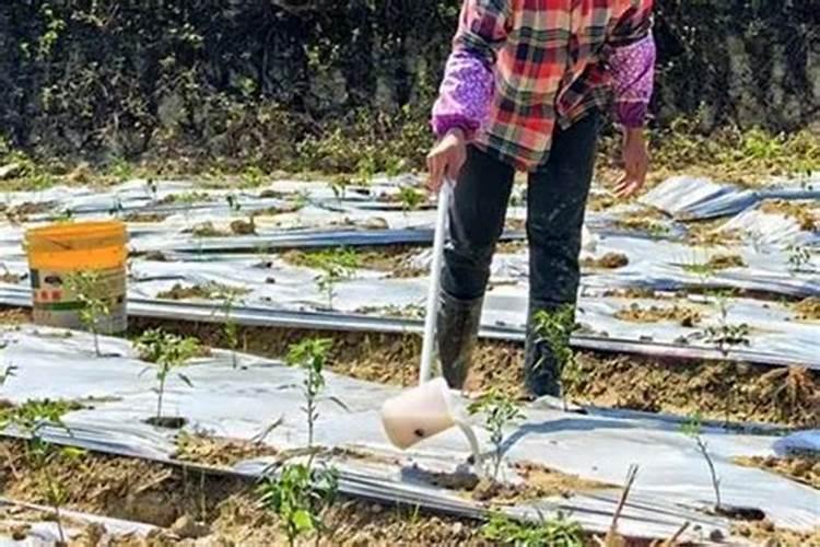 锌元素过量对植物产生的影响