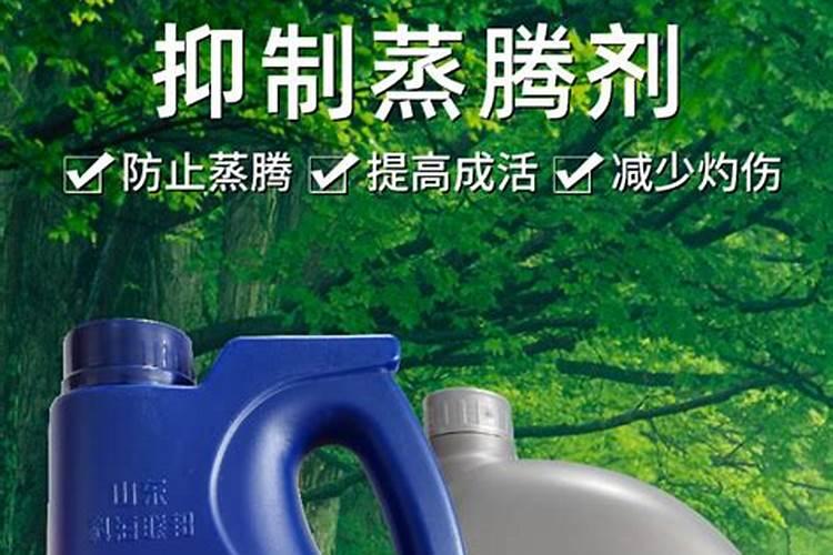 乌桕苗移栽方法