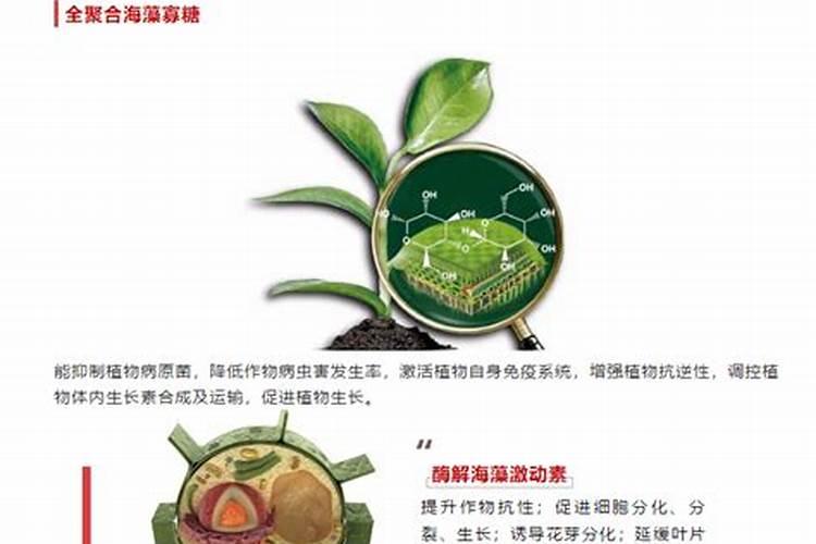 小桃树能不能施氮肥,用什么种类的氮肥最合适呢？